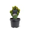 Chamaecyparis o. 'Nana Aurea' Pot 3 Liter 20 - 30 cm