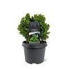 Chamaecyparis o. 'Nana Gracilis' Pot 3 Liter 20 - 30 cm