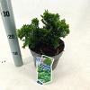 Chamaecyparis o. 'Nana Gracilis' Pot 3 liter 20-25cm 