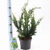 Chamaecyparis o. 'Teddy Bear' Pot 3 Liter 20 - 30 cm
