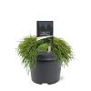 Chamaecyparis p. 'Filifera Nana' Pot 3 Liter 
