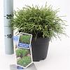 Chamaecyparis p. 'Filifera Nana' Pot 3 liter 20-25cm 