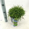 Chamaecyparis p. 'Filifera Nana' Pot 3 liter 20-25cm 