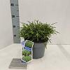 Chamaecyparis p. 'Filifera Nana' Pot 3 liter 20-25cm 