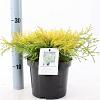 Chamaecyparis p. 'Paul's Gold' Pot 3 liter 20-25cm 