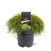 Chamaecyparis p. 'Sungold' Pot 5 Liter 30 - 40 cm