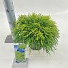 Chamaecyparis p. 'Sungold' Pot 3 liter 20-25cm 