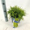 Chamaecyparis p. 'Sungold' Pot 3 liter 20-25cm 