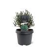 Chamaecyparis t. Blue Rock Pot 3 Liter 20 - 30 cm