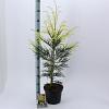 Cryptomeria j. 'Barabits Gold' Pot 5 Liter 60 - 80 cm