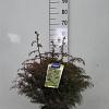 Cryptomeria j. 'Elegans' Pot 5 Liter 30 - 40 cm
