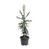 Cryptomeria j. 'Kyara Gold' Pot 5 Liter 60 - 80 cm