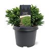 Cryptomeria j. 'Little Globe' Pot 3 Liter 20 - 30 cm