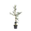 Cryptomeria j. 'Rasen' Pot 5 Liter 80 - 100 cm