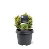 Cryptomeria j. 'Twinkle Toes' Pot 3 Liter 20 - 30 cm