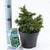 Cryptomeria j. 'Yokohama' Pot 3 liter 20-25cm 