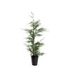 Cupressocyparis leylandii Pot 4 Liter 80 - 100 cm
