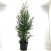 Cupressocyparis l. 'Tweeduizendéén' Pot 10 liter 100 - 125 cm