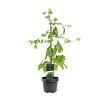 Ginkgo biloba Pot 3 Liter 50 - 60 cm