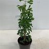 Ginkgo biloba Pot 4 Liter 40 - 60 cm