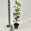 Ginkgo biloba Pot 2 Liter60 - 80 cm