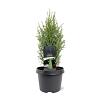 Juniperus comm. 'Compressa' Pot 3 Liter 30 - 40 cm