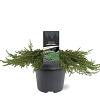 Juniperus comm. 'Green Carpet' Pot 5 Liter 40 - 50 cm