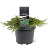 Juniperus comm. 'Green Carpet' Pot 3 Liter 30 - 40 cm