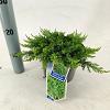 Juniperus comm. 'Green Carpet' Pot 3 liter 20-25cm 