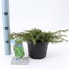 Juniperus comm. 'Green Carpet' Pot 3 liter 20-25cm 