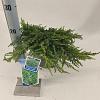 Juniperus comm. 'Green Carpet' Pot 3 liter 20-25cm 
