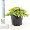 Juniperus comm. 'Lemon Carpet' Pot 3 liter 25-30cm