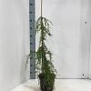 Juniperus comm. 'Oblonga Pendula' Pot 3 Liter 70 - 80 cm