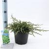 Juniperus comm. 'Repanda' Pot 3 liter 20-25cm 