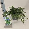 Juniperus comm. 'Repanda' Pot 3 liter 20-25cm 