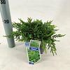 Juniperus comm. 'Repanda' Pot 3 liter 20-25cm 