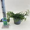 Juniperus comm. 'Repanda' Pot 3 liter 20-25cm 
