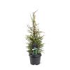 Juniperus comm. 'Suecica' Pot 3 Liter 50 - 60 cm