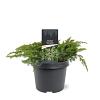 Juniperus conferta 'Schlager' Pot 3 Liter 30 - 40 cm