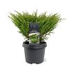 Juniperus h. 'Andorra Compact' Pot 3 Liter 30 - 40 cm