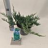 Juniperus h. 'Blue Chip' Pot 3 liter 20-25cm 
