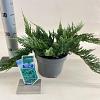 Juniperus h. 'Blue Chip' Pot 3 liter 20-25cm 