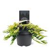 Juniperus h. 'Golden Carpet' Pot 3 Liter 20 - 30 cm