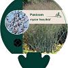 Panicum virgatum 'Heavy Metal' Pot 9 cm