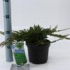 Juniperus h. 'Prince of Wales' Pot 3 liter 20-25cm 