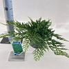 Juniperus h. 'Prince of Wales' Pot 3 liter 20-25cm 