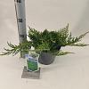 Juniperus h. 'Prince of Wales' Pot 3 liter 20-25cm 