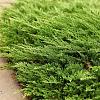 Juniperus h. 'Prince of Wales' Pot 3 liter 20-25cm 