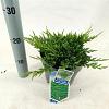Juniperus h. 'Prince of Wales' Pot 3 liter 20-25cm 