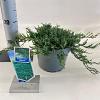Juniperus h. 'Wiltonii' Pot 3 liter 20-25cm 